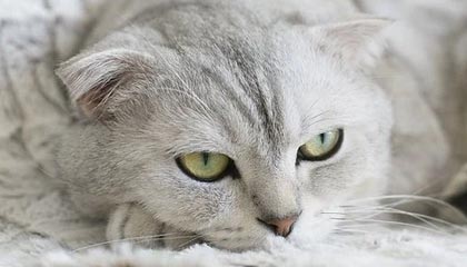 九游电脑版-女足U16少打一人！吴逸羲争抢中踢到对手被罚下，墨西哥随后扳平